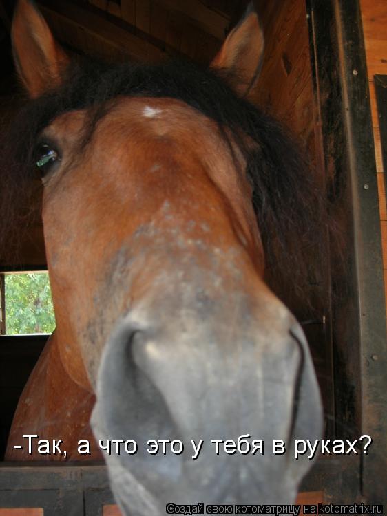 Котоматрица: -Так, а что это у тебя в руках?
