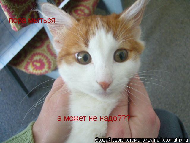 а может не надо??? пора мыться... Котоматрица: а может не надо??? пора мыться