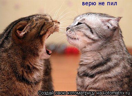 Котоматрица: верю не пил