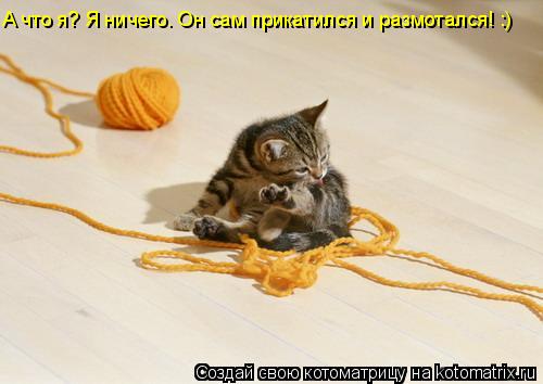 Котоматрица: А что я? Я ничего. Он сам прикатился и размотался! :)