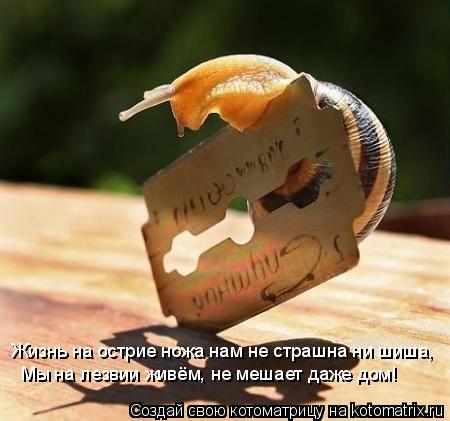 Котоматрица: Жизнь на острие ножа нам не страшна ни шиша, Мы на лезвии живём, не мешает даже дом!