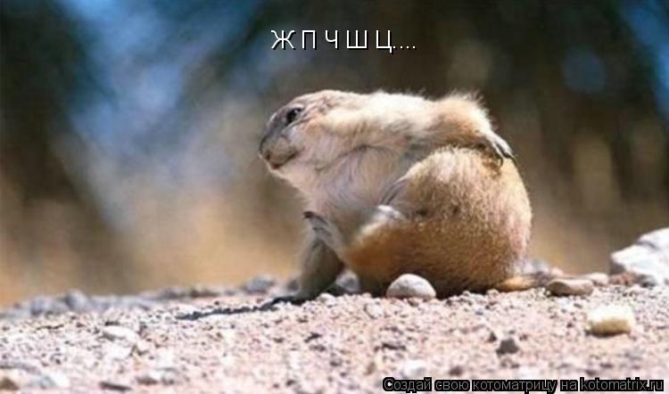 Котоматрица: Ж П Ч Ш Ц....
