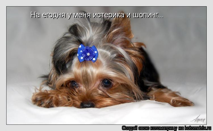 На егодня у меня истерика и шопинг...... Котоматрица: На егодня у меня истерика и шопинг...