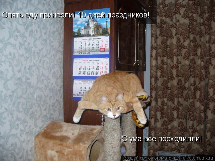 Опять еду принесли! 10 дней праздников! С ума все посходилли!... Котоматрица: Опять еду принесли! 10 дней праздников! С ума все посходилли!