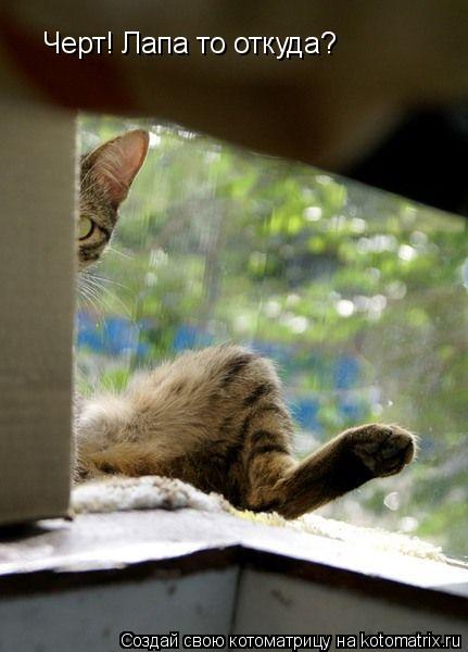 Черт! Лапа то откуда?... Котоматрица: Черт! Лапа то откуда?