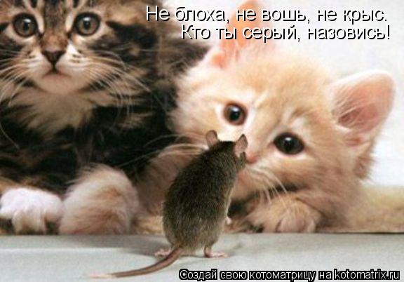 Котоматрица: Не блоха, не вошь, не крыс.  Кто ты серый, назовись!
