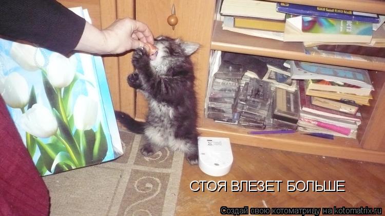 СТОЯ ВЛЕЗЕТ БОЛЬШЕ... Котоматрица: СТОЯ ВЛЕЗЕТ БОЛЬШЕ