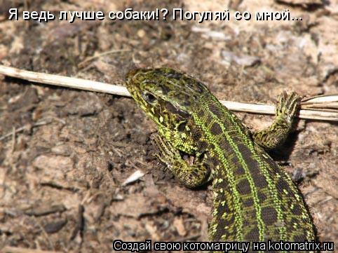 Котоматрица: Я ведь лучше собаки!? Погуляй со мной...