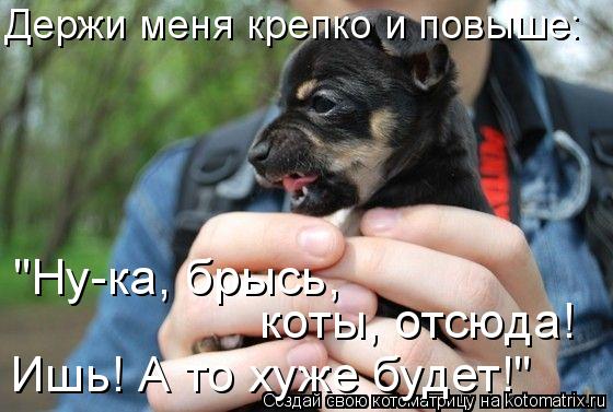 Держи меня крепко и повыше: "Ну-ка, брысь, коты, отсюда! Ишь! А то хуже будет!"... Котоматрица: Держи меня крепко и повыше: "Ну-ка, брысь, коты, отсюда! Ишь! А то хуже будет!"