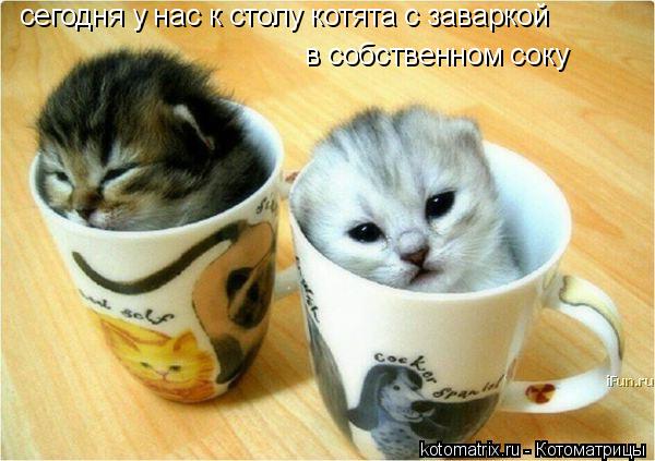 Котоматрица: сегодня у нас к столу котята с заваркой в собственном соку