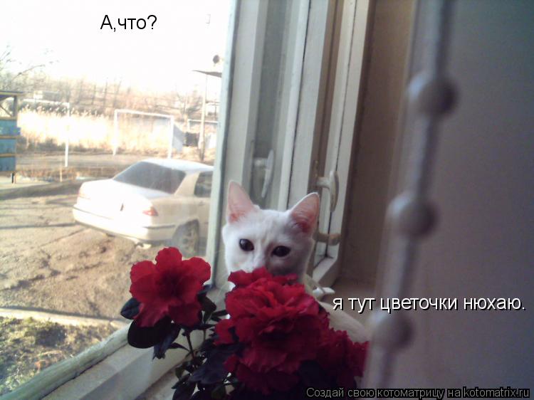 я тут цветочки нюхаю. А,что?... Котоматрица: я тут цветочки нюхаю. А,что?
