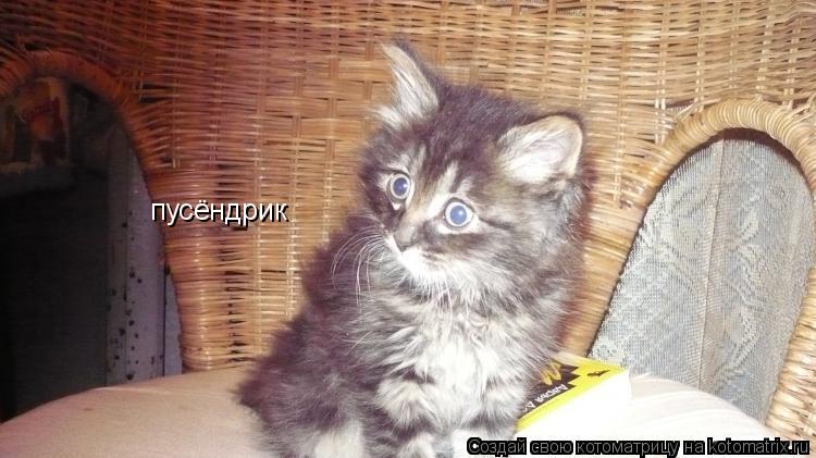 пусёндрик... Котоматрица: пусёндрик