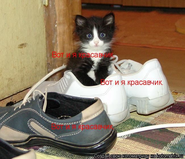 Вот и я красавчик. Вот и я красавчик. Вот и я красавчик.... Котоматрица: Вот и я красавчик. Вот и я красавчик. Вот и я красавчик.