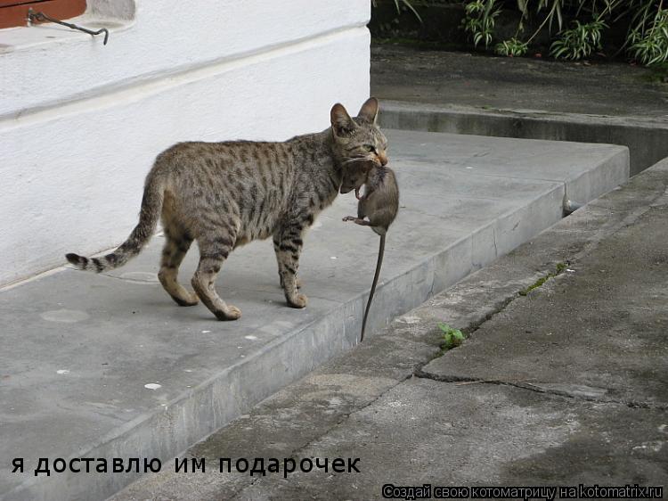 я доставлю им подарочек... Котоматрица: я доставлю им подарочек