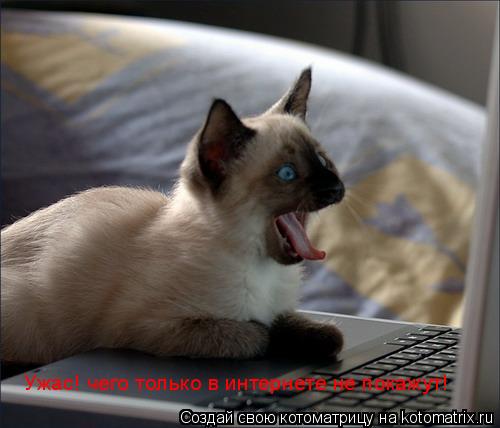 Ужас! чего только в интернете не покажут!... Котоматрица: Ужас! чего только в интернете не покажут!