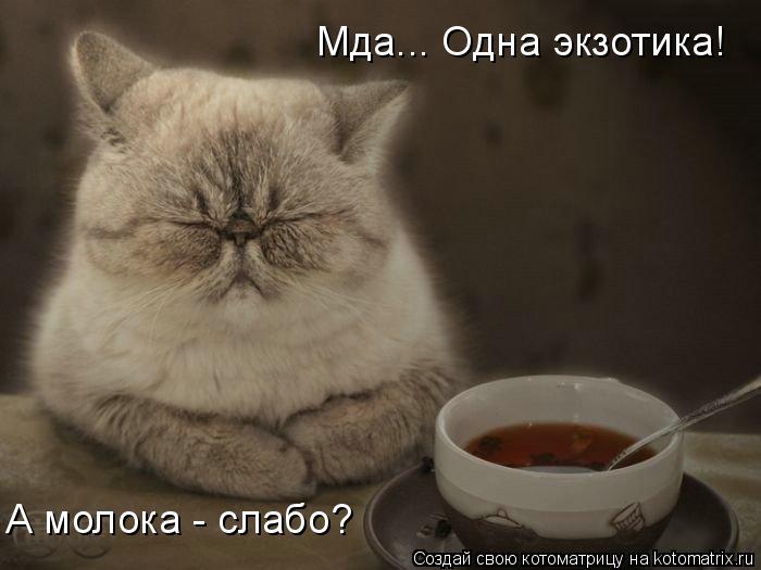 Котоматрица: Мда... Одна экзотика!  А молока - слабо?