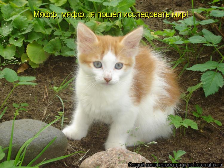 Мяфф, мяфф...я пошёл исследовать мир!... Котоматрица: Мяфф, мяфф...я пошёл исследовать мир!