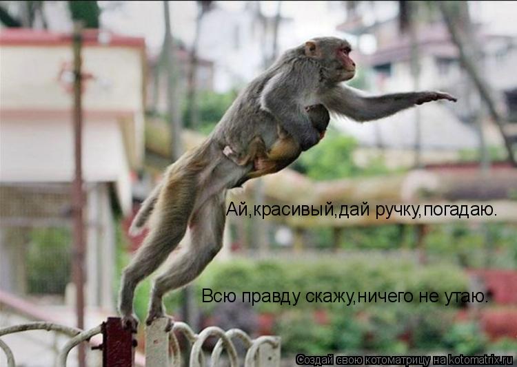 Ай,красивый,дай ручку,погадаю. Всю правду скажу,ничего не утаю.... Котоматрица: Ай,красивый,дай ручку,погадаю. Всю правду скажу,ничего не утаю.