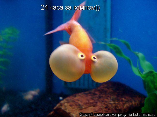 Котоматрица: 24 часа за компом))