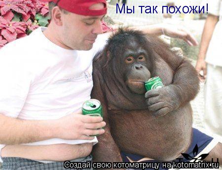 Котоматрица: Мы так похожи!
