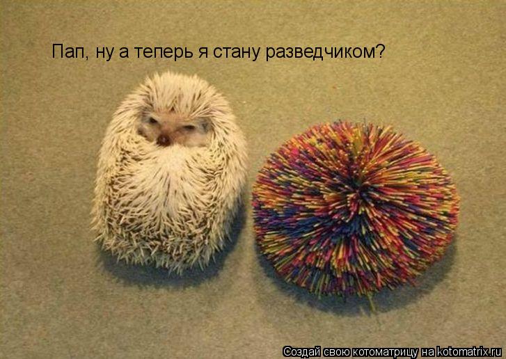Пап, ну а теперь я стану разведчиком?... Котоматрица: Пап, ну а теперь я стану разведчиком?