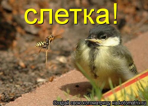 Котоматрица: слетка!