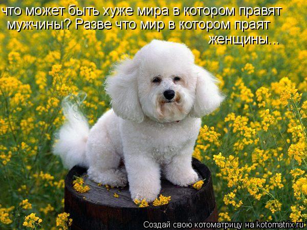 Котоматрица: что может быть хуже мира в котором правят мужчины? Разве что мир в котором праят женщины...