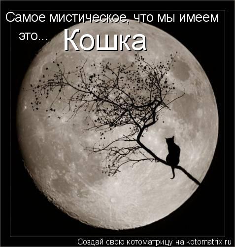 Котоматрица: Самое мистическое, что мы имеем это... Кошка