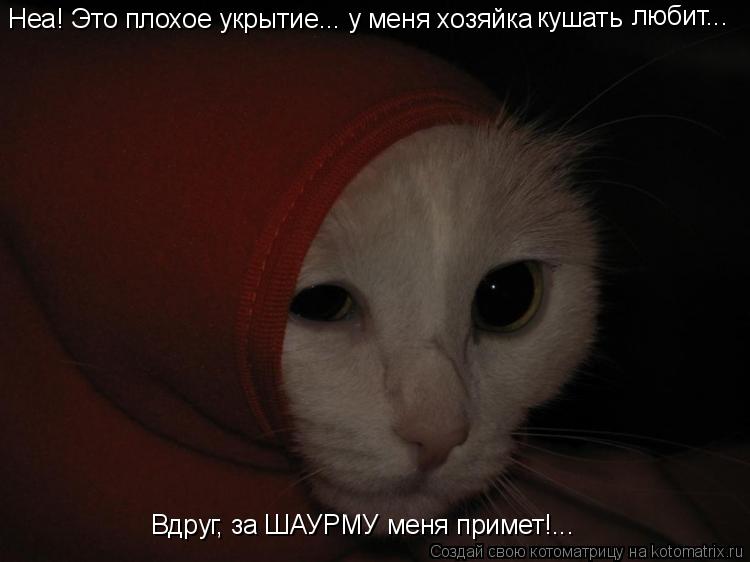 Неа! Это плохое укрытие... у меня хозяйка кушать любит... Вдруг, за ШАУРМУ меня примет!...... Котоматрица: Неа! Это плохое укрытие... у меня хозяйка кушать любит... Вдруг, за ШАУРМУ меня примет!...