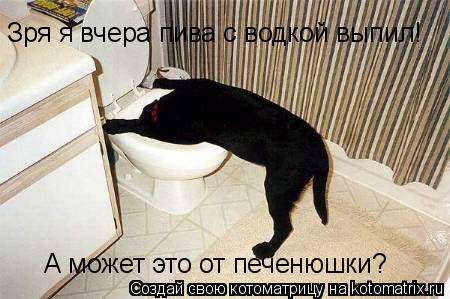 Зря я вчера пива с водкой выпил! А может это от печенюшки?... Котоматрица: Зря я вчера пива с водкой выпил! А может это от печенюшки?