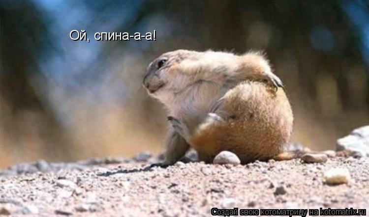 Ой, спина-а-а!... Котоматрица: Ой, спина-а-а!