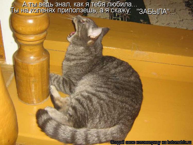 А ты ведь знал, как я тебя любила... Ты на коленях приползешь, а я скажу: "ЗАБЫЛА"...... Котоматрица: А ты ведь знал, как я тебя любила... Ты на коленях приползешь, а я скажу: "ЗАБЫЛА"...