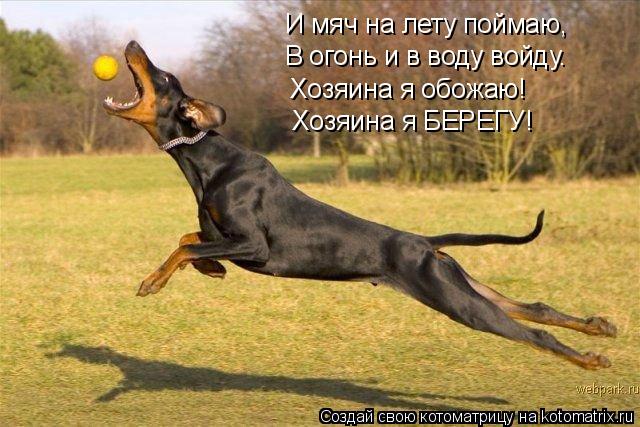 И мяч на лету поймаю, В огонь и в воду войду. Хозяина я обожаю! Хозяина я БЕРЕГУ!... Котоматрица: И мяч на лету поймаю, В огонь и в воду войду. Хозяина я обожаю! Хозяина я БЕРЕГУ!