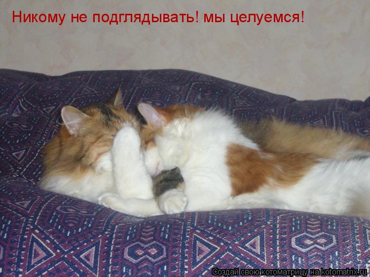 Никому не подглядывать! мы целуемся!... Котоматрица: Никому не подглядывать! мы целуемся!