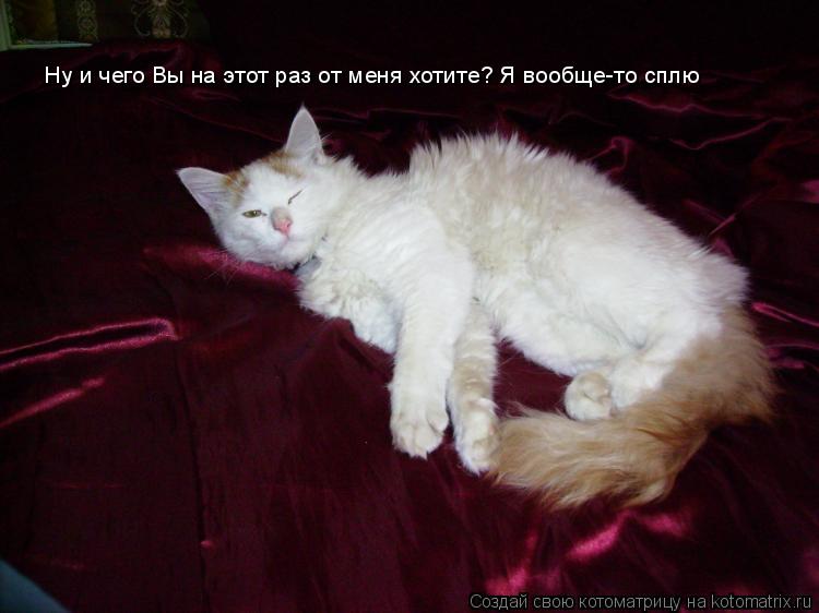 Котоматрица: Ну и чего Вы на этот раз от меня хотите? Я вообще-то сплю
