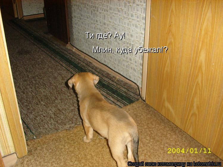 Ти где? Ау! Млин, куда убежал!?... Котоматрица: Ти где? Ау! Млин, куда убежал!?