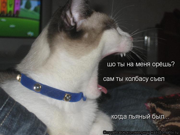 Котоматрица: шо ты на меня орёшь? сам ты колбасу съел когда пьяный был...