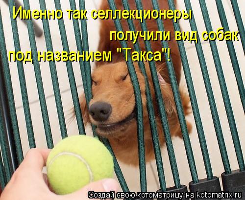 Котоматрица: Именно так селлекционеры  получили вид собак  под названием "Такса"!