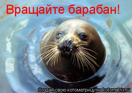 Котоматрица: Вращайте барабан!