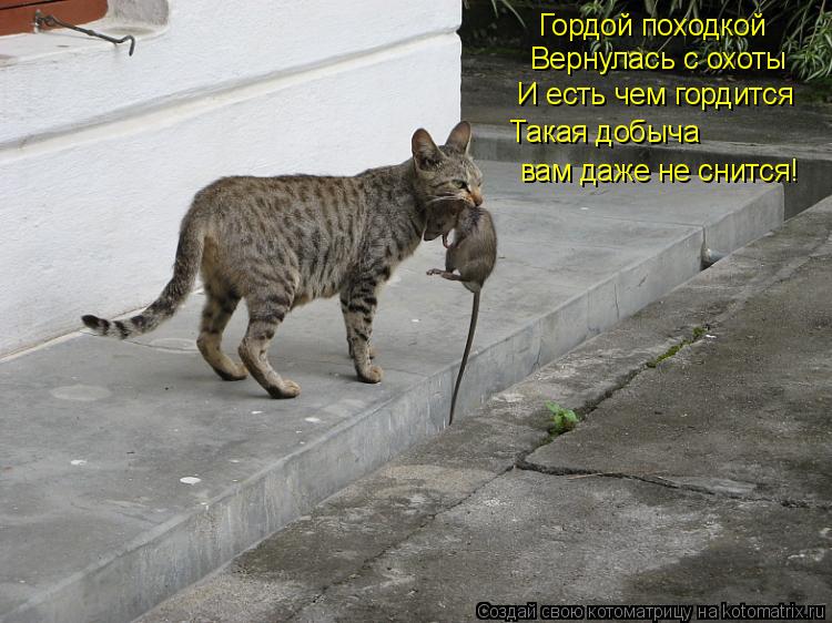 Гордой походкой Вернулась с охоты И есть чем гордится Такая добыча вам даже не снится!... Котоматрица: Гордой походкой Вернулась с охоты И есть чем гордится Такая добыча вам даже не снится!