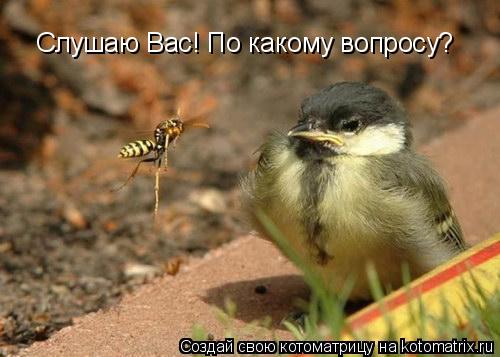 Слушаю Вас! По какому вопросу?... Котоматрица: Слушаю Вас! По какому вопросу?