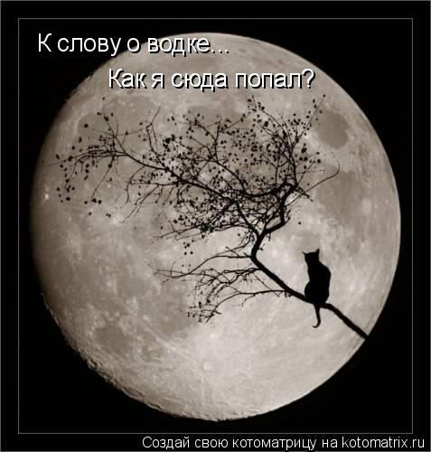 Котоматрица: К слову о водке... Как я сюда попал? Как я сюда попал?