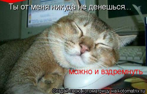 Ты от меня никуда не денешься... можно и вздремнуть... Котоматрица: Ты от меня никуда не денешься... можно и вздремнуть