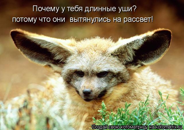 Почему у тебя длинные уши? потому что они вытянулись на рассвет!... Котоматрица: Почему у тебя длинные уши? потому что они вытянулись на рассвет!