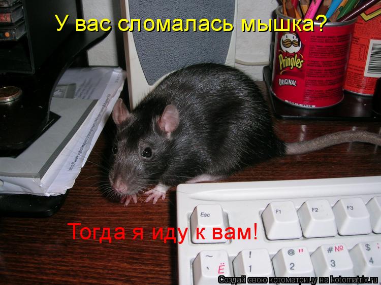 У вас сломалась мышка? Тогда я иду к вам!... Котоматрица: У вас сломалась мышка? Тогда я иду к вам!