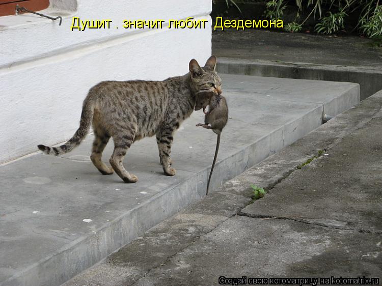 Душит — значит любит© Дездемона... Котоматрица: Душит — значит любит© Дездемона