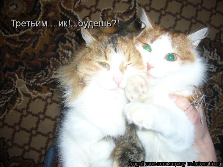 Третьим ...ик!...будешь?!... Котоматрица: Третьим ...ик!...будешь?!