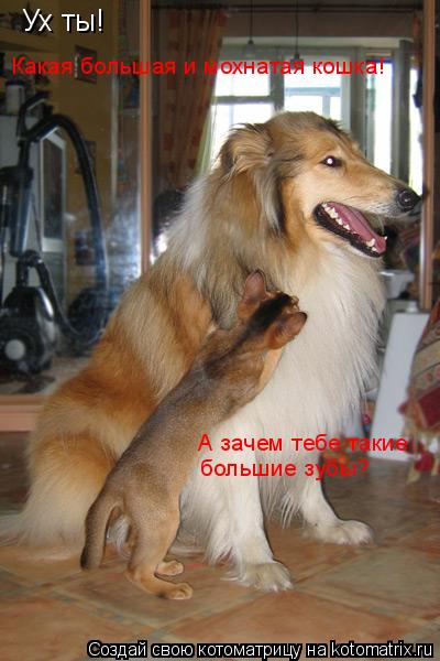 Ух ты! Какая большая и мохнатая кошка! А зачем тебе такие большие зубы?... Котоматрица: Ух ты! Какая большая и мохнатая кошка! А зачем тебе такие большие зубы?