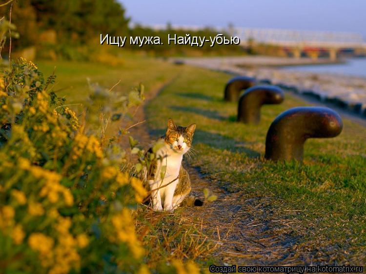 Котоматрица: Ищу мужа. Найду-убью