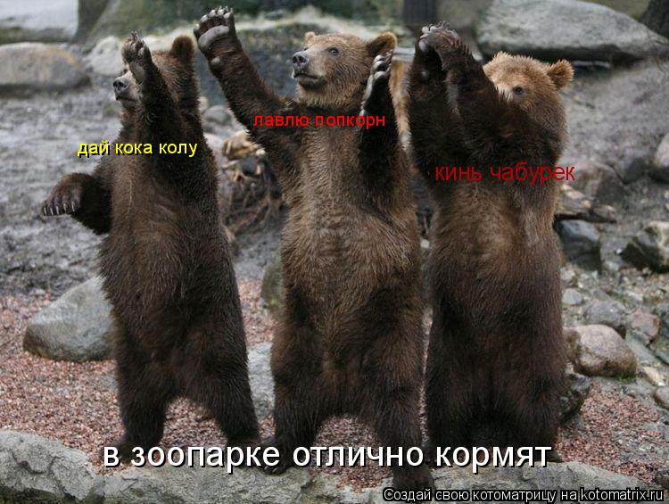 кинь чабурек лавлю попкорн дай кока колу в зоопарке отлично кормят... Котоматрица: кинь чабурек лавлю попкорн дай кока колу в зоопарке отлично кормят